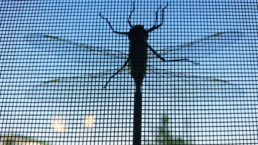 Eles oferecem proteção total contra mosquitos e insetos sem bloquear sua visão externa/Unsplash