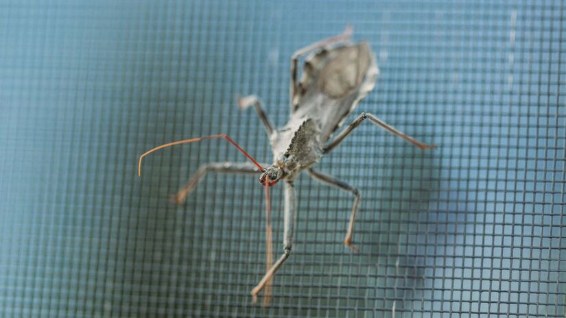 Por serem retráteis, os mosquiteiros plegáveis ficam menos expostos à chuva e à poeira/Unsplash