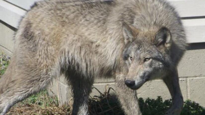 Cão lobo (Híbrido fértil de lobo com cão doméstico) / Cindy Matthews/Wikimedia Commons