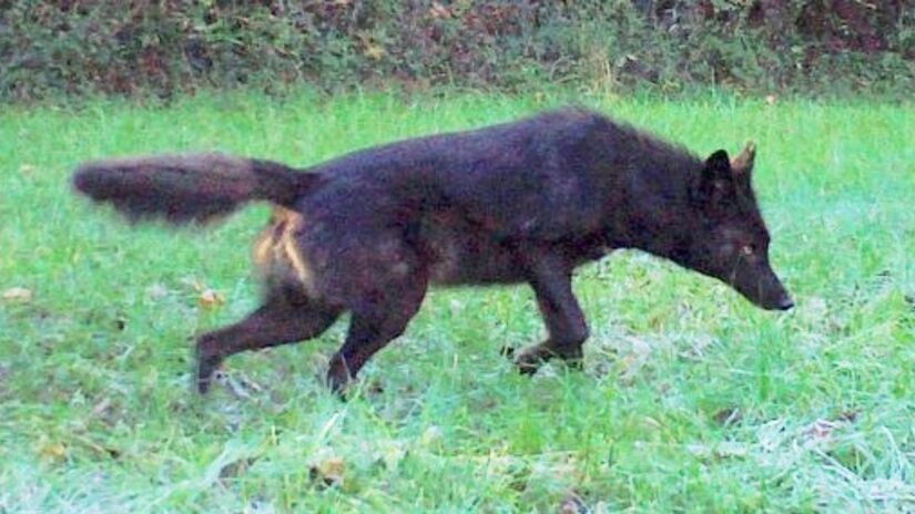 Coydogue, híbrido de coiote com cachorro / Hunter Desportes/Wikimedia Commons