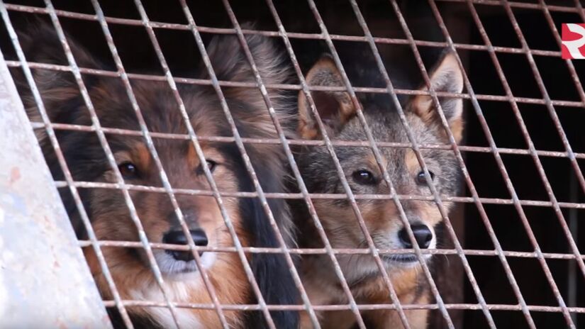 Híbrido de Chacal e Cão / RBTHvideo/Wikimedia Commons