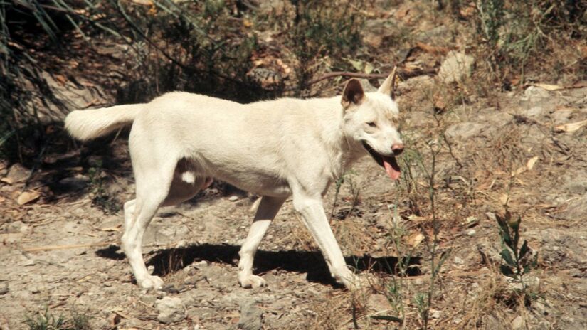 Híbrido dingo-cão / Colorado State University Libraries/Wikimedia Commons