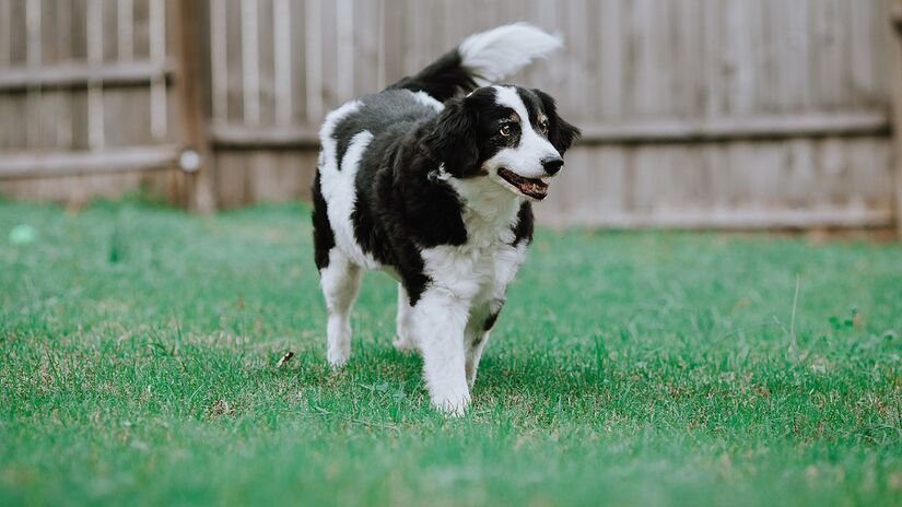 Vira-lata (cruzamento entre cães de outras raças) / Reba Spike/Wikimedia Commons