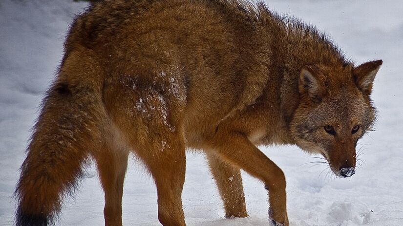 Híbrido de coiote com lobo / ForestWander/Wikimedia Commons