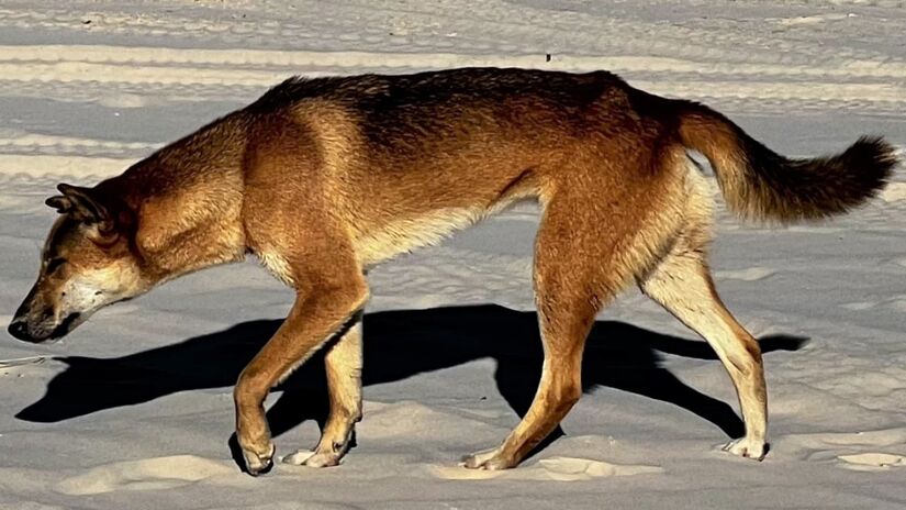 Dingo, uma espécie de canídeo selvagem encontrado na Austrália / Julia Garcia/Wikimedia Commons