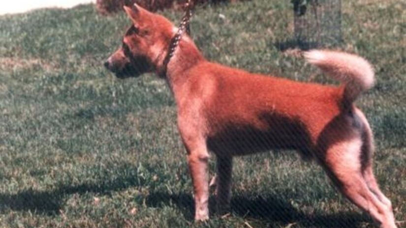 O cão cantor de Nova Guiné / Oldsingerman20/Wikimedia Commons