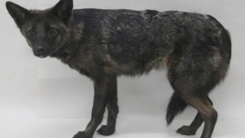 Dogxim, um híbrido de cão doméstico com raposa-dos-pampas / Thales Renato Ochotorena de Freitas/Wikimedia Commons