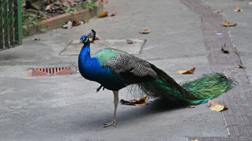 Divulgação/Henrique Teixeira