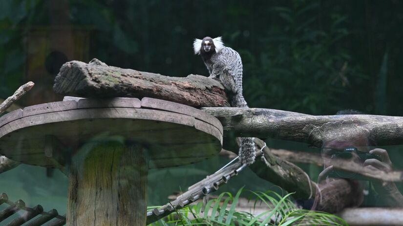 Divulgação/Henrique Teixeira