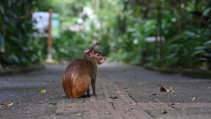 Divulgação/Henrique Teixeira