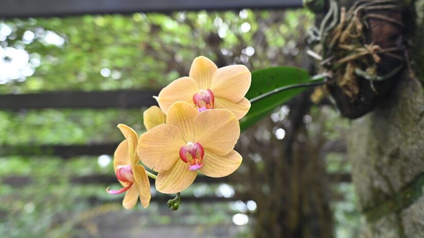 Divulgação/Henrique Teixeira