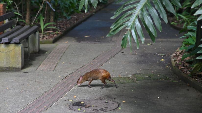 Divulgação/Henrique Teixeira