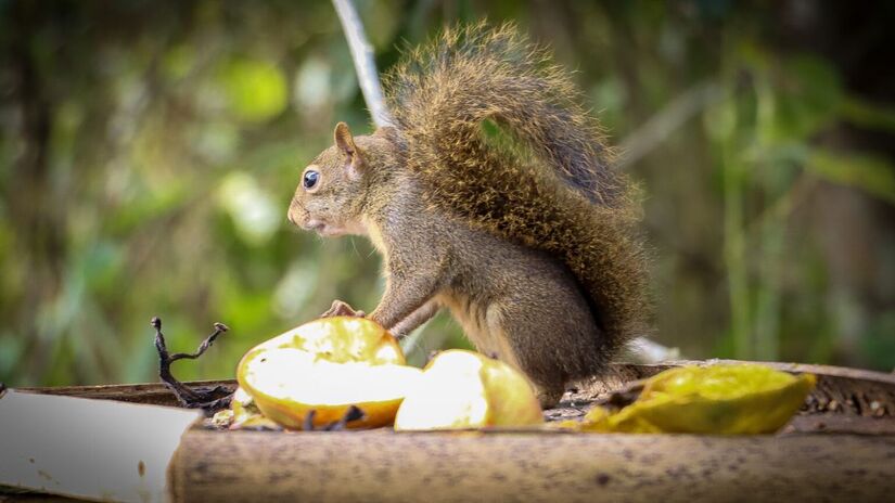 Entre os bichos que residem no lugar estão tatus, guaxinim norte-americanos, esquilos, teiús e capivaras (PMC/Divulgação)