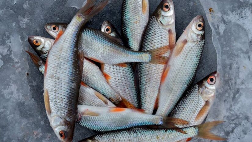 o robalo pode ser visto como um alimento com excelente perfil nutricional e ideal para quem busca uma dieta equilibrada (Alexander Zvir/Imagem Meramente Ilustrativa/Pexels)