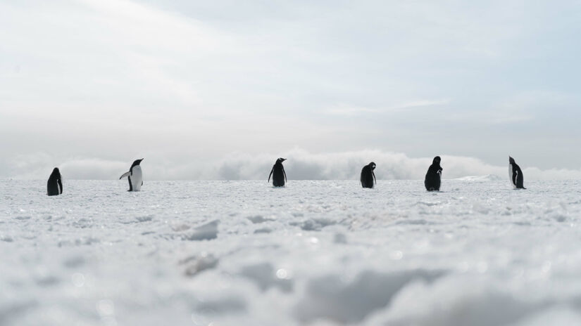 Os dados levantados mostram que a Antártida abriga 27 milhões de quilômetros cúbicos de gelo / Freepik/wirestock