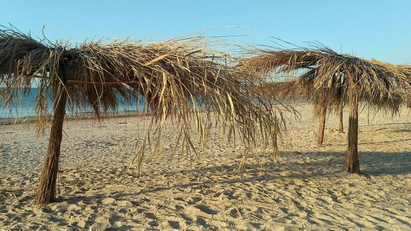 A restinga é a guarda-costas natural das praias, fixando a areia e absorvendo o impacto das ressacas/Unsplash