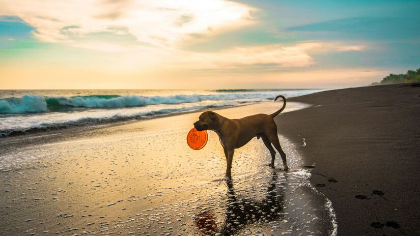 Dentre as praias cariocas, se destaca a região de Cabo Frio que também não estipula horários para passeios caninos/Pexels