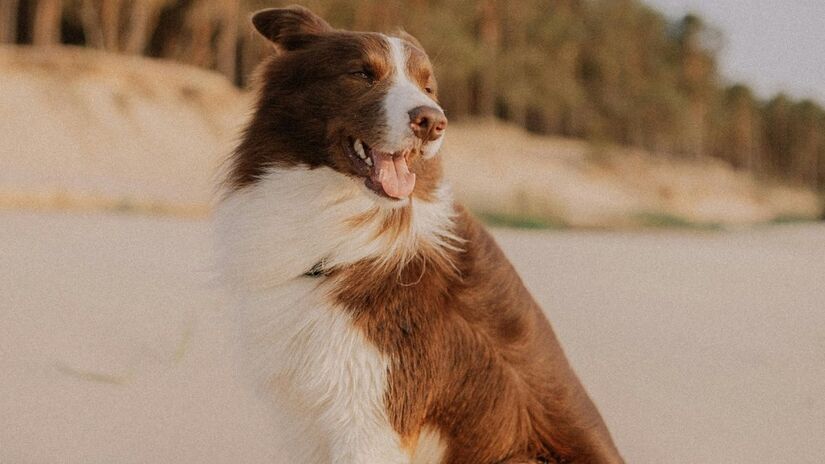 A praia de Pernambuco, no Recife, libera todas as orlas para a diversão de tutores e seus cachorrinhos/Pexels