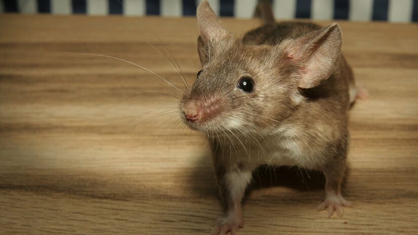 Compreender a presença dos ratos auxilia na convivência sustentável entre humanos e natureza / Pixabay