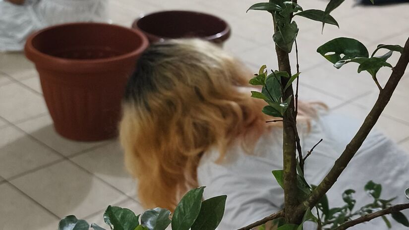 Reprodução/Templo Luz de Oxaguian