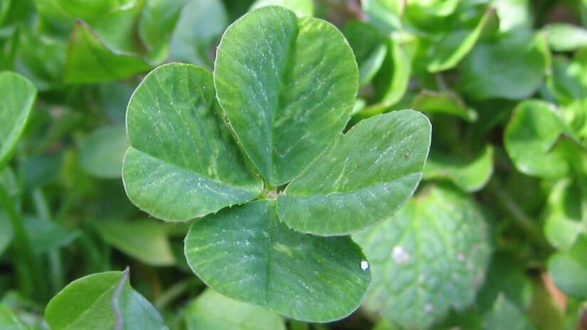 Trevo-de-quatro-folhas: símbolo clássico de boa sorte e raridade/ Phyzome/GFDL/Wikimedia Commons