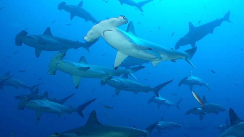 O Brasil é o maior consumidor mundial, muitas vezes sem que o cliente saiba a real origem do que está comprando/Reprodução/Sea Shepherd