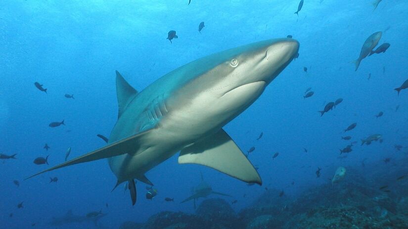 Tubarões e raias acumulam altos níveis de metais pesados e pesticidas. Por estarem no topo da cadeia alimentar, a carne de cação pode ser prejudicial e tóxica para o consumo humano/Reprodução/Sea Shepherd