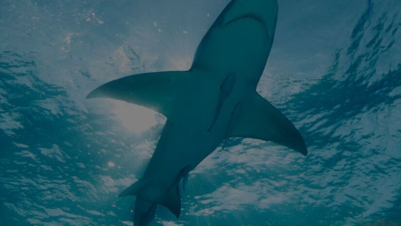 No Brasil, 40% das espécies de tubarão estão em risco de extinção. A falta de rotulagem correta facilita a pesca e venda ilegal de espécies criticamente ameaçadas/Reprodução/Sea Shepherd