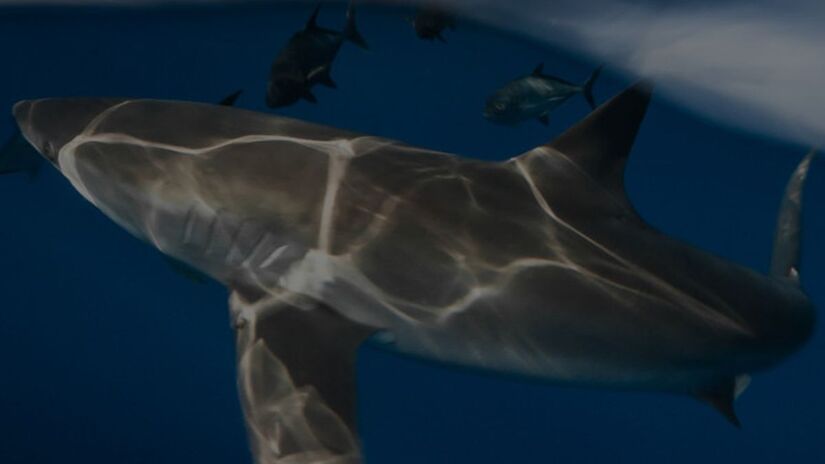 O nome 'cação' permite que espécies proibidas (como o tubarão-martelo) sejam comercializadas livremente. Exija a identificação exata da espécie para ajudar no controle/Reprodução/Sea Shepherd