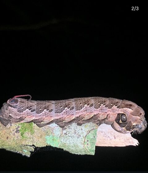 Quando se sente ameaçada, encolhe a cabeça e estufa a parte frontal do corpo, que parece formar dois olhos, lembrando uma cobra / Foto: Bruno Lourenço