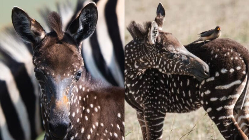 Tira pode se tornar mais vulnerável a ataques e a doenças transmitidas por insetos / Divulgação/Frank Liu