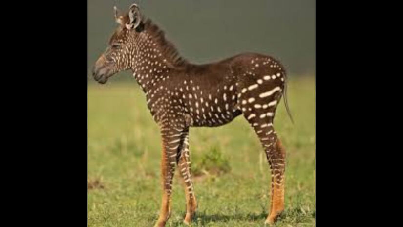 No caso de Tira, o que impressiona é a completa substituição das listras por bolinhas / Divulgação/Frank Liu