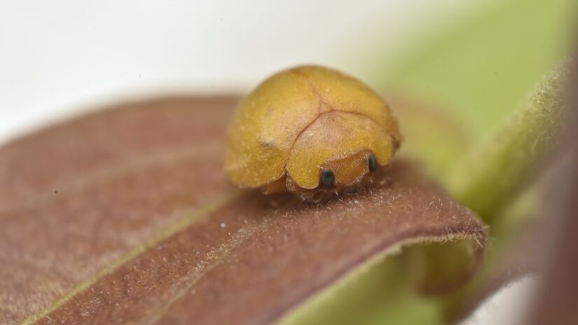 Mada gregaria, espécie inédita de joaninha identificada no semiárido baiano, durante observação em ambiente natural/ Universidade Federal do Vale do São Francisco/Divulgação 