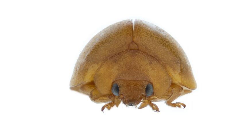 Características únicas da nova joaninha reforçam a diversidade pouco conhecida dos insetos brasileiros/ Universidade Federal do Vale do São Francisco/Divulgação 