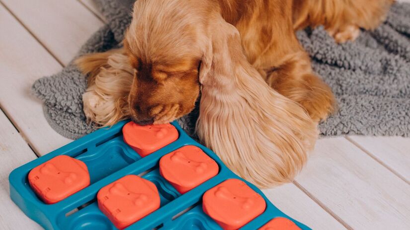 Tapetes olfativos e brinquedos recheáveis ajudam a manter o cachorro entretido por mais tempo/ senivpetro/Freepik