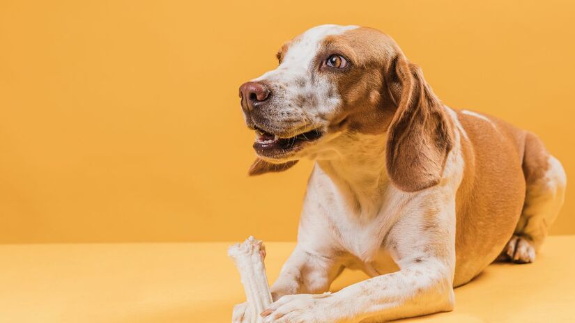 Itens de mastigação mais duradoura contribuem para o relaxamento e o conforto do animal/ Freepik