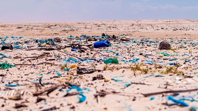 Divulgação/Sea Shepherd Brasil