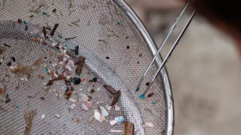 Divulgação/Sea Shepherd Brasil