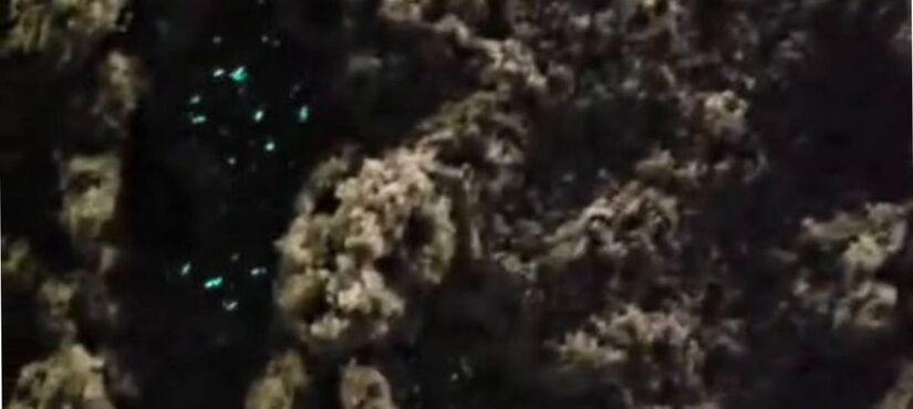 Em suma, o acontecimento não é considerado extremamente raro, mas surpreendeu o grupo de pessoas que caminhava pela praia de São Vicente/Maykon Canesin