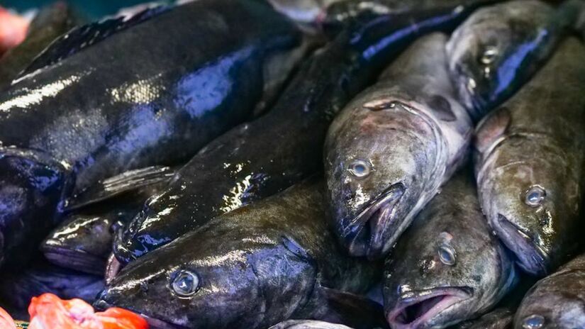 Assim como diversos outros alimentos, existem alguns tipos de peixes que são semelhantes a eles e muito mais acessíveis (Imagem Meramente Ilustrativa/Kindel Media/Pexels)