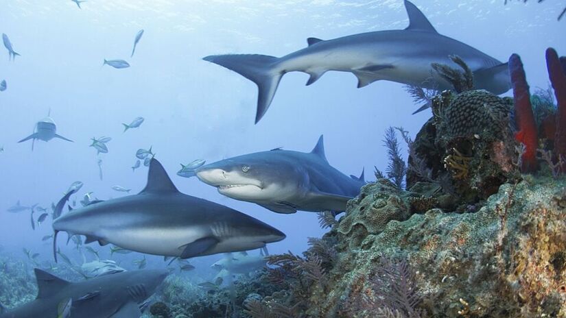Introduzido em Fernando de Noronha, provavelmente para a produção de proteína animal, o peixe-jaguar aguenta até um certo grau de salinidade, mas pode se tornar estressado a partir de determinado patamar (Albert kok/Wikimedia Commons)