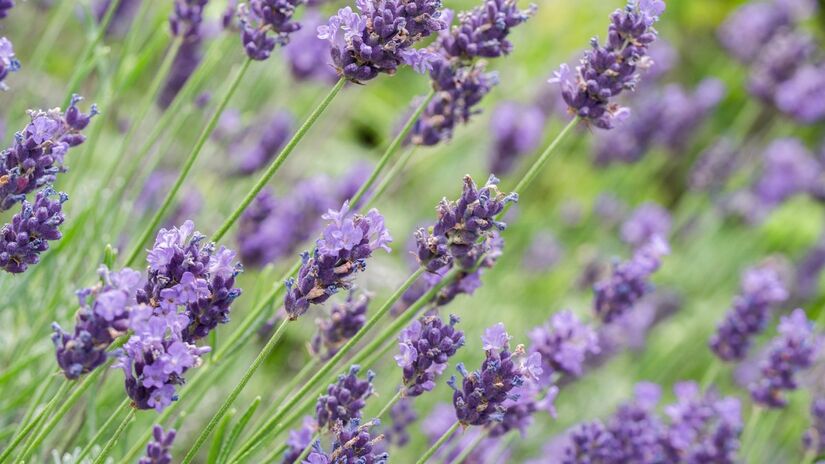 A lavanda é conhecida por suas propriedades calmantes, ajudando a reduzir o estresse e a ansiedade / Pixabay