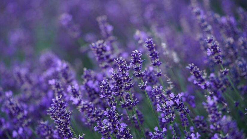 O óleo essencial de lavanda auxilia na cicatrização de pequenos ferimentos e irritações da pele / Pixabay
