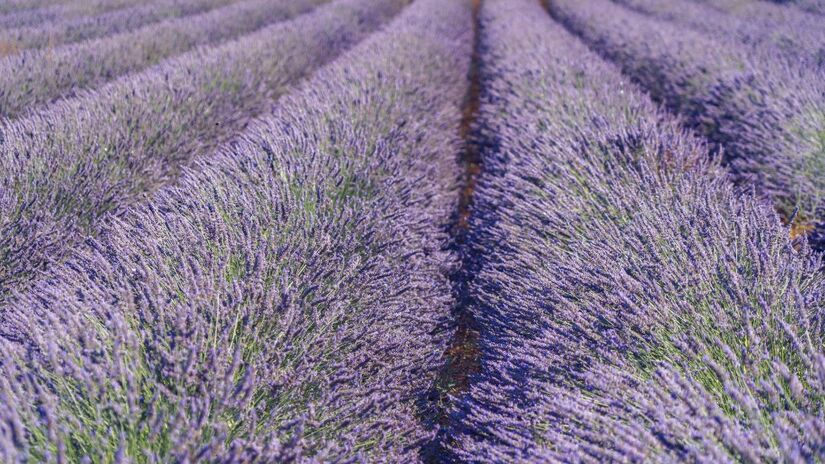 A planta também possui ação anti-inflamatória, trazendo alívio para dores musculares leves / Pixabay