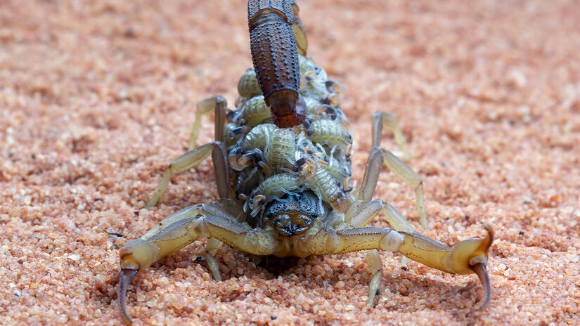 Estudos apontam aumento de 155% nas picadas entre 2014 e 2023. Só na última década, o país contabilizou 430 mortes causadas por escorpiões/Pixabay