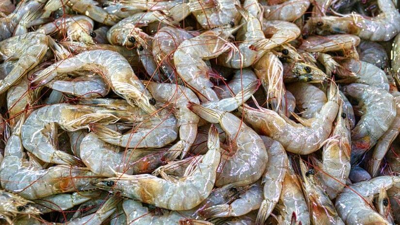 O consumo de camarão é ótimo para o corpo humano por ser uma fonte de proteína e nutrientes essenciais (Tom Fisk/Pexels)