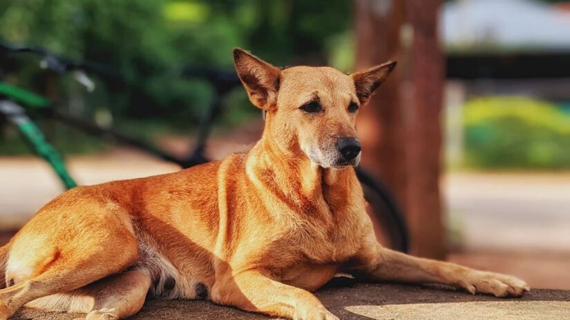 O político ainda cita que a ideia da proposta nasceu a partir da possibilidade de dar maior visibilidade à raça (Freddy/Pexels)