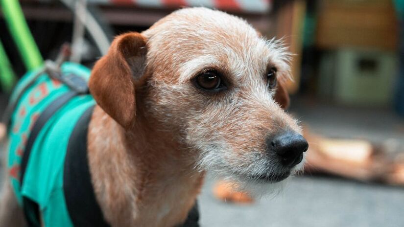 Além disso, trata-se do cão que mais enfrenta cenários de abandono, fome, maus-tratos e falta de adoções (Matheus Amaral/Pexels)