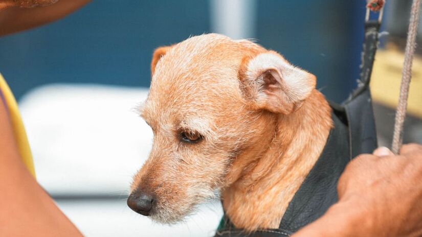 Segundo o autor da proposta, o deputado Rafael Saraiva (União-SP), a iniciativa ocorre por conta da popularização da raça entre os brasileiros, em caráter local e nacional (Matheus Amaral/Pexels)