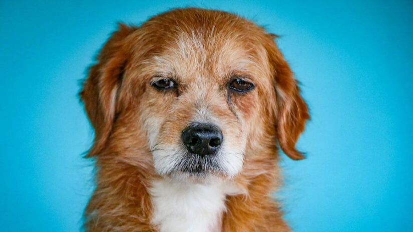 O projeto agora segue para sanção do governador Tarcísio de Freitas (Republicanos) (Anya Juárez Tenorio/Pexels)